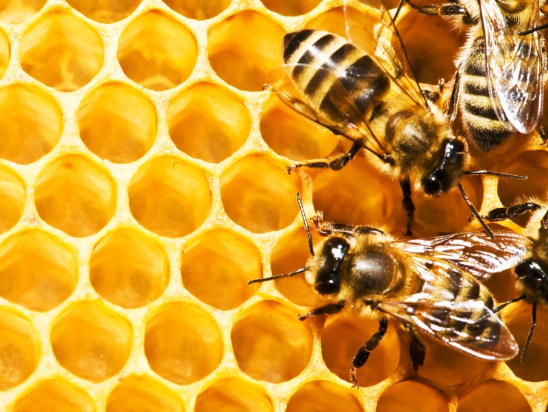 Bene la cura di miele e propoli: + 22% le imprese in cinque anni in Lombardia