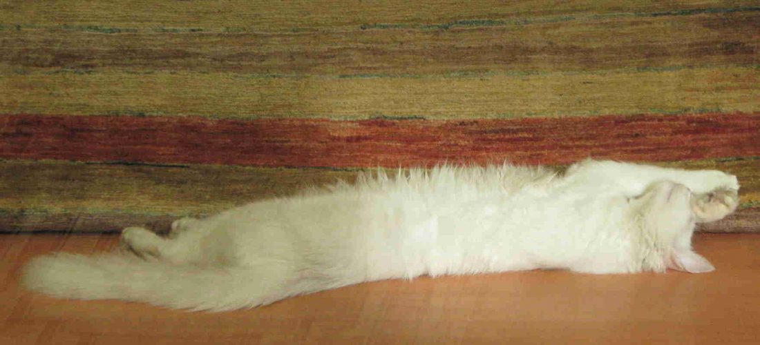 Cresce il business degli animali domestici Lombardia, +4,7% in un anno