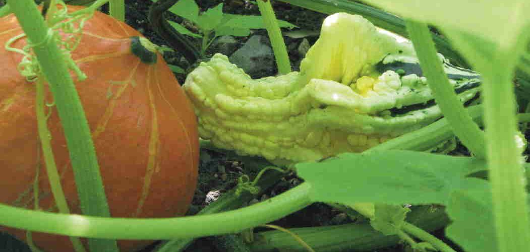 Agricoltura, 46 mila imprese in Lombardia