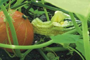 Agricoltura, 46 mila imprese in Lombardia