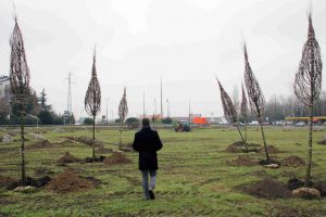 La porta verde di Segrate: piantati 85 alberi nel terreno tra via Cervi e la Cassanese