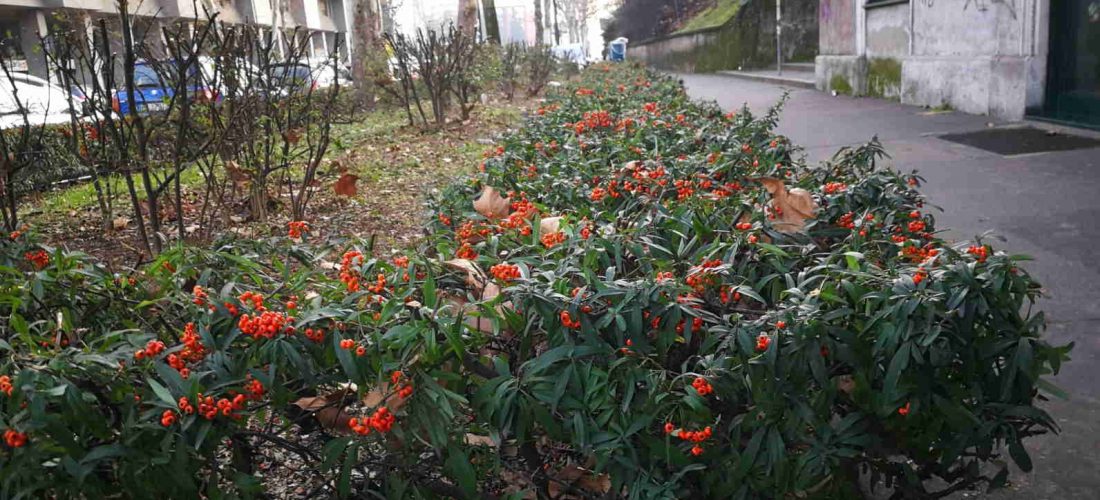 Importanti lavori di potatura alberi e manutenzione siepi su tutto il territorio