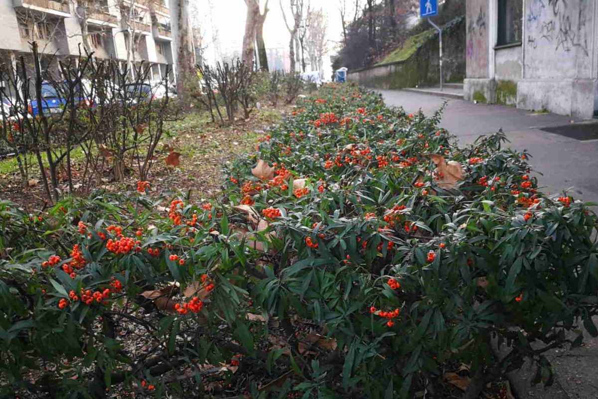 Importanti lavori di potatura alberi e manutenzione siepi su tutto il territorio