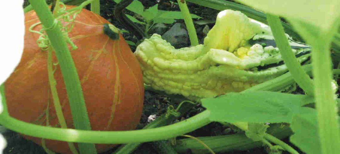 Cassina vince il bando ORTI IN LOMBARDIA finanziato dalla Regione