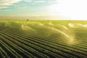 Agricoltura lombarda: i nuovi trend premiano frutta, ortaggi, olio, miele, fiori e piante