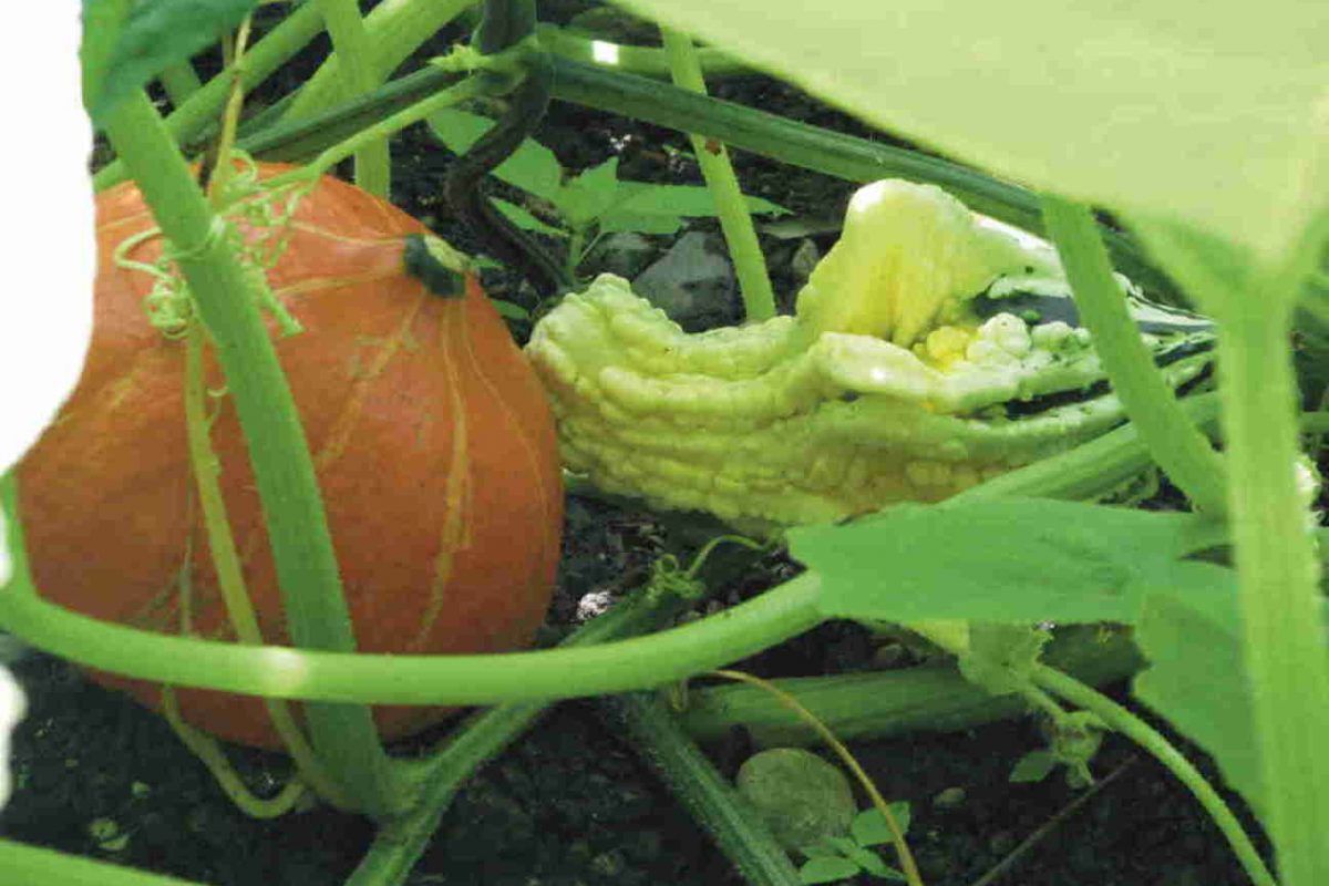 Lavoro, giovani imprese nei campi: in Lombardia ne nasce una al giorno