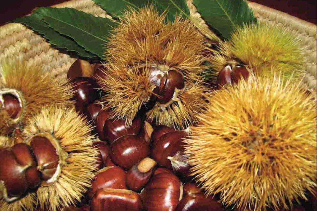 Settori autunnali in crescita: 10mila imprese in Lombardia, +14% in cinque anni