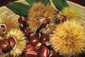 Settori autunnali in crescita: 10mila imprese in Lombardia, +14% in cinque anni