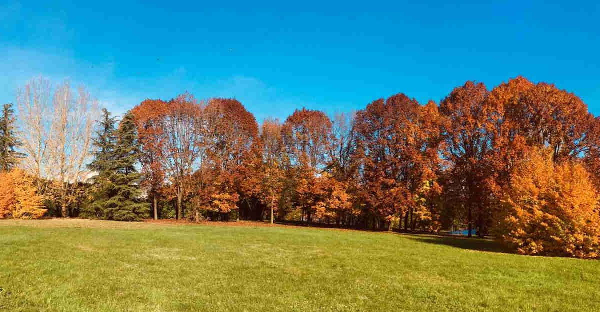 Un albero per ogni Segratese: in arrivo 36.000 nuove piante