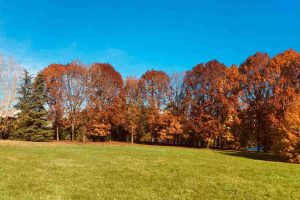 Un albero per ogni Segratese: in arrivo 36.000 nuove piante