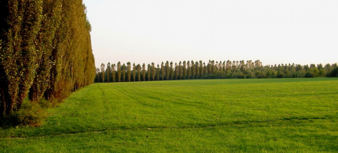 Palazzo Isimbardi: oltre 2,5 milioni di euro per forestare aree in 19 Comuni dell’area metropolitana