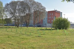 Amazon e ForestaMi piantano oltre 200 alberi a Pioltello