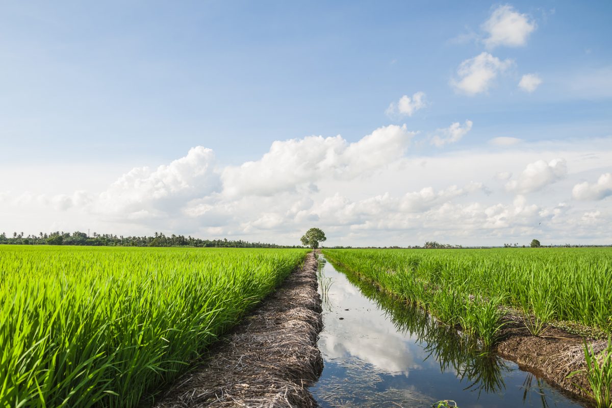 PNRR: Milano città spugna. In arrivo 50 mln per contrastare allagamenti ed erosione del suolo