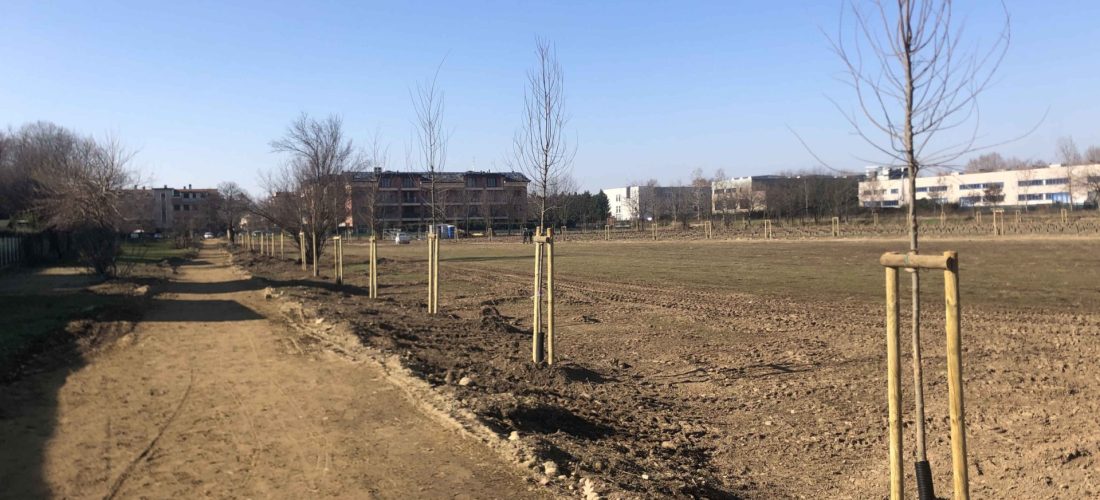 Dal 2019 piantati 14.725 nuovi alberi: obiettivo raggiunto e superato