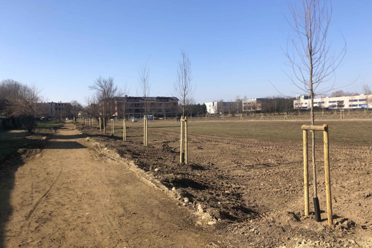 Dal 2019 piantati 14.725 nuovi alberi: obiettivo raggiunto e superato