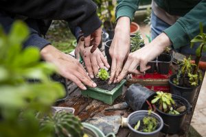A Sesto San Giovanni parte il progetto per realizzare il vivaio inclusivo “Germogli di Sconfinoltre”