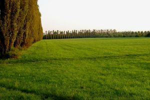 Cusano Milanino rafforza la tutela delle aree verdi: avviato il passaggio delle aree del Grubria al Parco Nord Milano